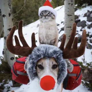 🤩 cat, dog, christmas, reindeer, holiday, santa hat, pets, animals telegram sticker