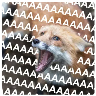 😱 AAAAAAAAAAAAAAA fox, animal, scream, meme, funny, wildlife, distressed telegram sticker