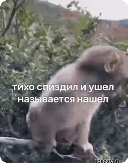 🤫 тихо спиздил и ушел называется нашел 动物, 熊, 森林, 表情包, 搞笑, 俄语 whatsapp sticker