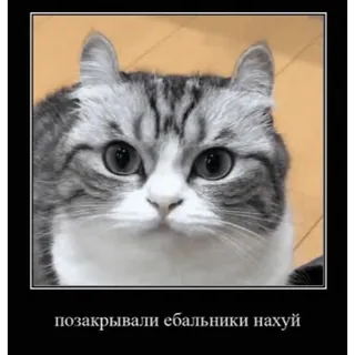 🤿 позакрывали ебальники нахуй chat, offensant, russe, mème, animal telegram sticker