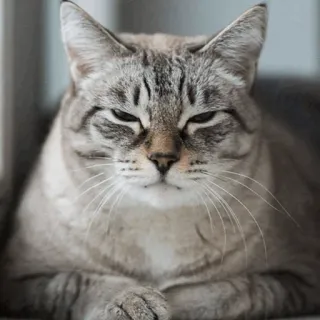 ⚡️ gato, animal, mascota, felino, gato doméstico telegram sticker