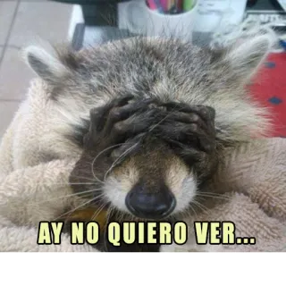 😣 AY NO QUIERO VER... rakun, meme, lucu, takut, spanyol whatsapp sticker