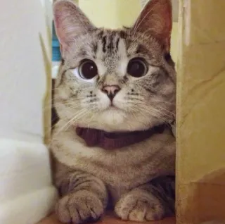 😶 Katze, Tier, Haustier, süß, Katzenartig, Haustier, Säugetier, getigerte Katze telegram sticker