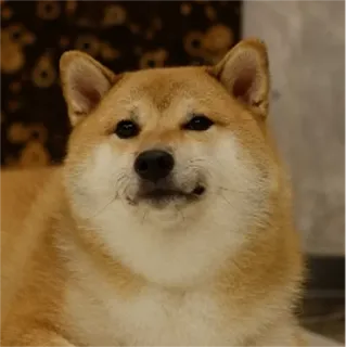 🤔 chien, shiba inu, mème, animal de compagnie, animal, mignon, doge telegram sticker
