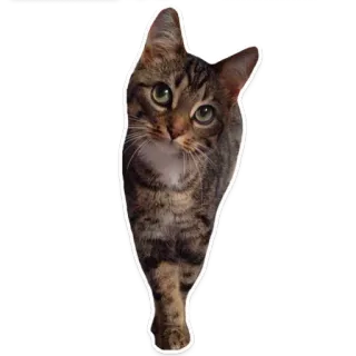 🐱 gato, animal, mascota, lindo, atigrado, gato doméstico telegram sticker