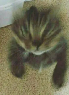 😠 gatto, gattino, animale, animale domestico, carino telegram sticker