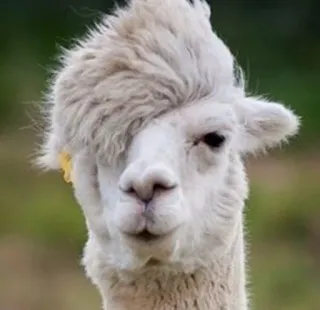Llama Drama telegram stickers