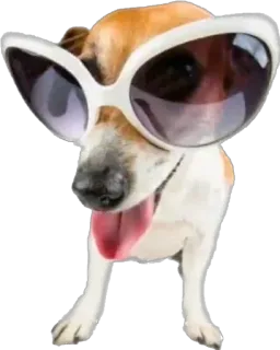 🥸 cane, occhiali da sole, carino, animale, animale domestico, cool telegram sticker