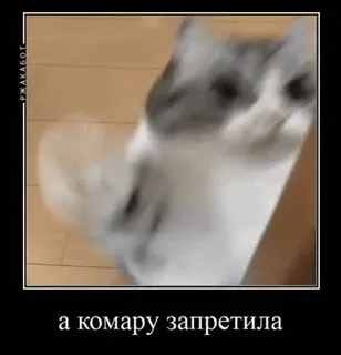🌟 а комару запретила cat, funny, meme, animal telegram sticker