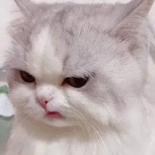 💗 kucing, binatang, imut, hewan peliharaan, felin, domestik telegram sticker