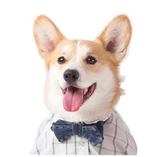 Corgis @stickersb2b telegram stickers