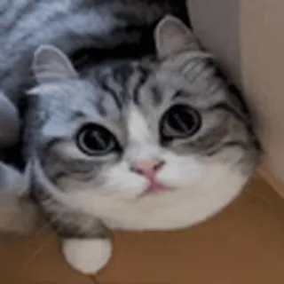 😺
