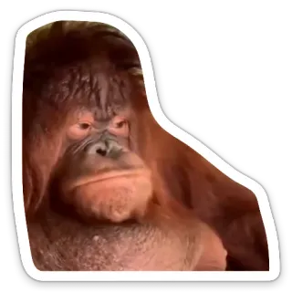 😒 Orango, Scimmia, Animale, Fauna selvatica, Primate, Scimmia telegram sticker