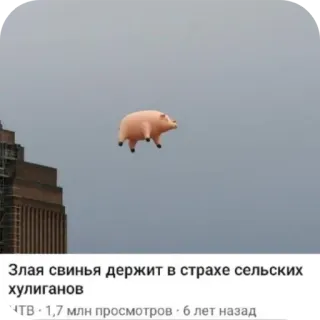 🌌 Злая свинья держит в страхе сельских хулиганов telegram sticker