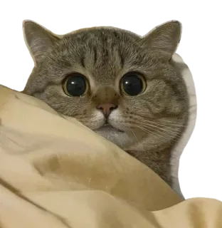 😸 kot, zwierzę, słodki, zwierzak, kociak, pręgowany telegram sticker