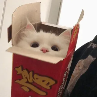 ❤️ 赞尼汤面 cat, box, animal, cute, white cat, noodles telegram sticker