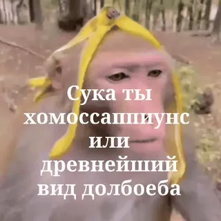 😏 Сука ты хомоссашицунс или древнейший вид долбоеба monkey, offensive, insult, animal telegram sticker
