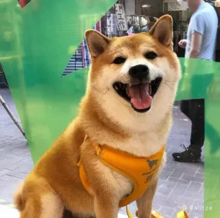 ❤️ dog, shiba inu, pet, animal, mammal, cute, domestic telegram sticker