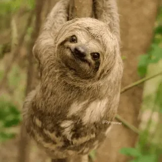 💤 Faultier, Tier, Süß, Baum, Wildtier, Natur telegram sticker