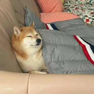 ❤️ dog, shiba inu, animal, sleep, cute, pet telegram sticker