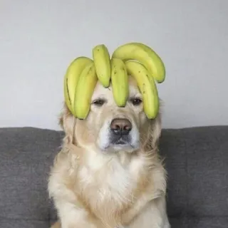 😐 chien, golden retriever, banane, drôle, animal telegram sticker