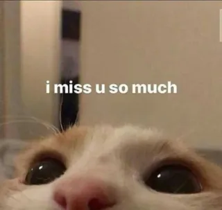 🤍 i miss u so much gatto, smarrito, animale domestico, triste, carino, animale telegram sticker