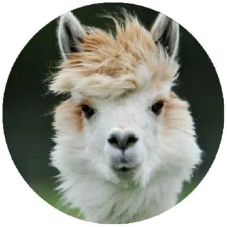 💨 alpaca, animal, cute, fluffy, farm animal, llama whatsapp sticker