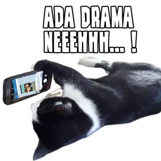😍 ADA DRAMA NEEEHHH...! кот, драма, телефон, животное, смешно, мем telegram sticker