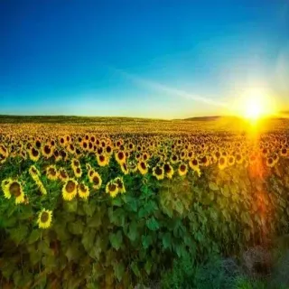 😔 sunflower, field, sunrise, nature, landscape, summer, flowers, sunny, scenic, bloom telegram sticker