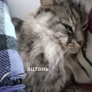Кыц_Кыц telegram stickers