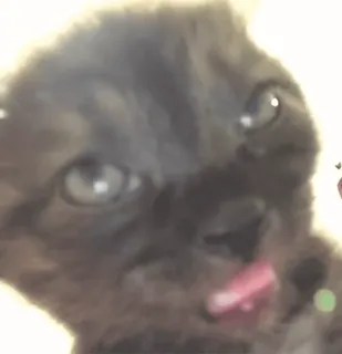 🐱 kot, kociak, słodki, zwierzę, zwierzak, lizanie whatsapp sticker
