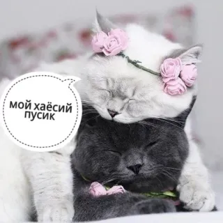 😍 мой хаёсий пусик gatti, animali, fiori, carino, russo, amicizia whatsapp sticker