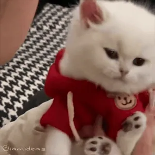 😈 mèo, mèo con, dễ thương, mèo trắng, áo hoodie đỏ, động vật, thú cưng whatsapp sticker