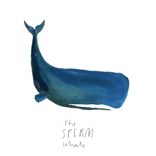 😆 the sperm whale Wal, Pottwal, Meerestier, Meeresleben, Tier, Ozean, Wasser telegram sticker