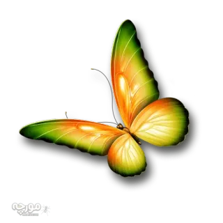 🐝 vlinder, insect, kleurrijk, natuur, vleugels telegram sticker