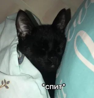 😴 *спит* gato, durmiendo, animal, mascota, lindo telegram sticker