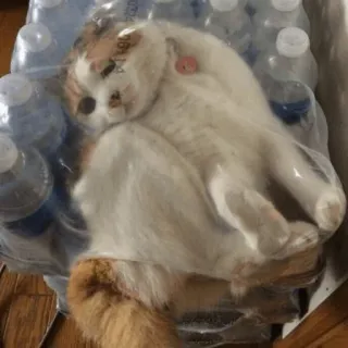 😫 gato, gatinho, animal de estimação, garrafas de água, fofo, animal, engraçado whatsapp sticker