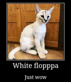 🐱 White floppa
Just wow Katze, Floppa, weiß, Meme, Tier, Haustier, süß, lustig telegram sticker