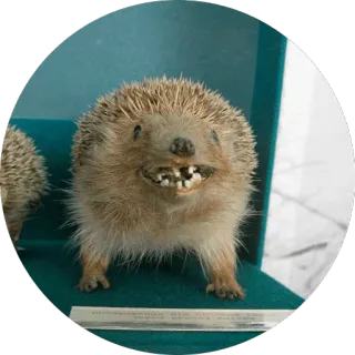 🦔 Hedgehog memes @lennysticker telegram stickers
