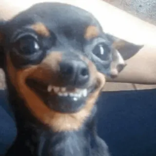 😬 Hund, kleiner Hund, lustig, Tier, Haustier, zahnig whatsapp sticker