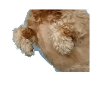 ⚪️ perro, mascota, animal, peludo, cachorro, marrón whatsapp sticker