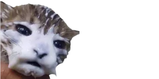 😢 gato, gatinho, animal de estimação, animal, fofo telegram sticker