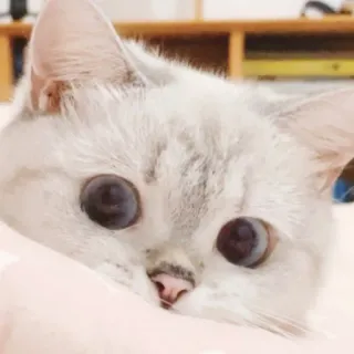 😶 cat, cute, animal, pet, feline, kitten, domestic whatsapp sticker