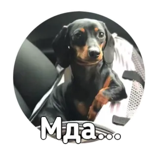 😒 Мда... dog, dachshund, puppy, animal, cute whatsapp sticker