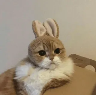 😕 고양이, 토끼, 귀, 애완동물, 동물, 귀여운, 웃긴 telegram sticker