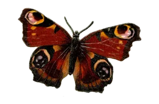 🦋 farfalla, insetto, natura, fauna selvatica, ali whatsapp sticker