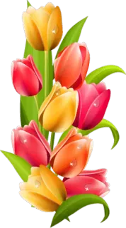 🌷 tulpen, blumen, floral, strauß, frühling, natur, bunt, pflanze whatsapp sticker