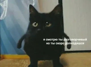 😶 я смотрю ты разговорчивый но ты скоро допиздишся kot, mem, zwierzę, śmieszne, tekst telegram sticker
