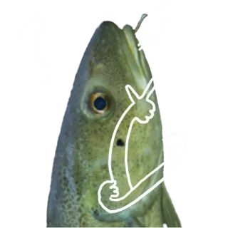 🤔 fish, animal, funny, sticker, cartoon, humor whatsapp sticker