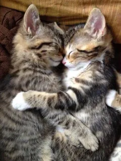 🥰 котята, кошки, животные, обнимаются, милые, полосатые, домашние telegram sticker
